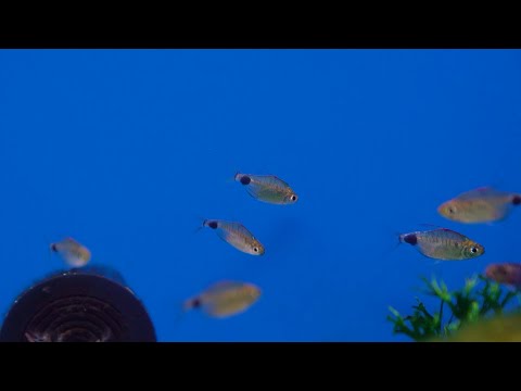 Afrikanischer Rotkäppchensalmler - Bathyaethiops breuseghemi