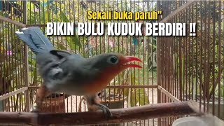 Download lagu KELEWAT SERAM‼️SUARANYA AUTO BIKIN SEMUA ORANG TAKUT SEKETIKA‼️@KangarifPantau mp3