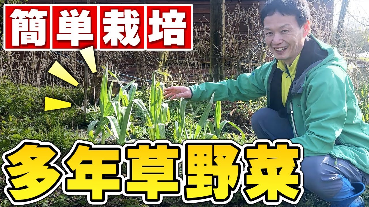 自然栽培の多年草野菜とハーブ12選