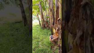 Download lagu mau ketawa takut dosa video lucu bikin ngakak hiburan warga 62 funny videos viral video mp3