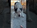 Watch this scared, stray dog fall in love in less than 3 minutes