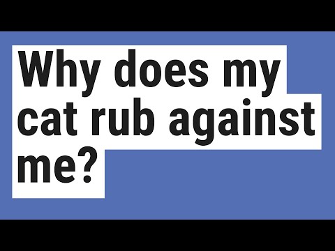 Why does my cat rub against me?