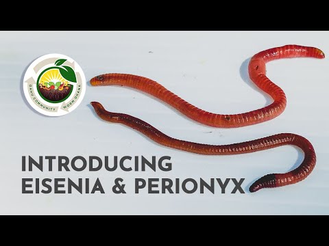 Introducing Eisenea & Perionyx, Your Composting Worms - Oʻahu Community Worm Ohana