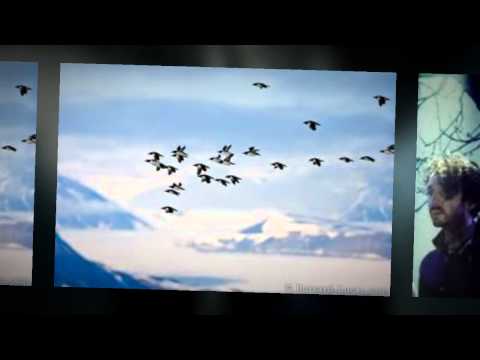 If The World Ends - Guillemots