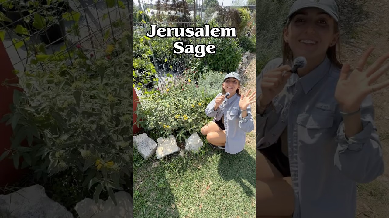 Vibrant yellow Jerusalem Sage blooms with fuzzy silver-green foliage in garden at Vivero Growers Nursery, Austin, Texas.