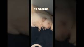 成長記録(1ヶ月) 1 month puppies #いぬ #puppy  #犬 #犬のいる暮らし # #犬のいる生活 #dog #puppylife #いぬのいる生活 #犬好き #doglover