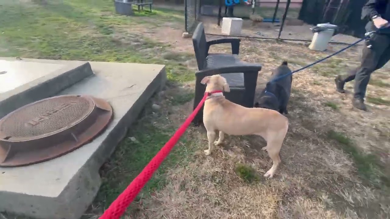 Enlarge Snuggles R, a Adoptable Pit Bull Terrier in Philadelphia, PA video 6/6