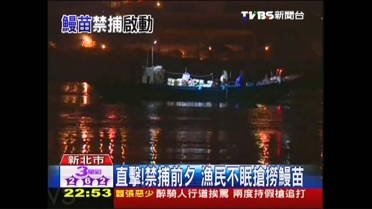 〈獨家〉鰻苗禁捕令啟動 恐衝擊鰻魚市場