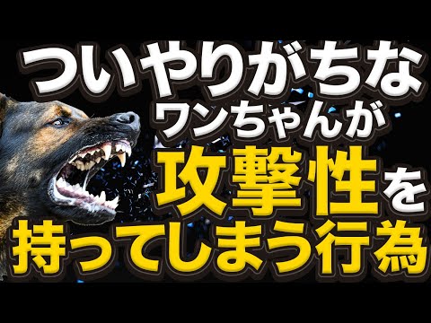 チワワはなぜ攻撃的なのでしょうか?