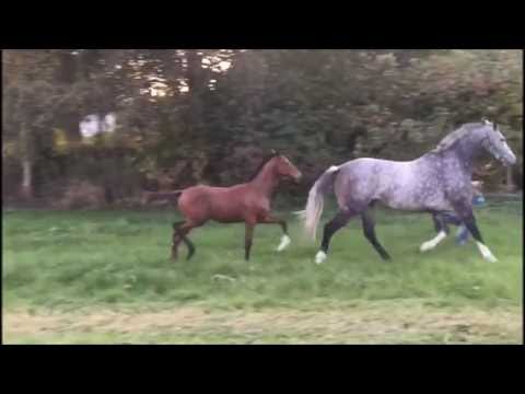 *2016 Hengst von Le Vivaldi - Sir Oldenburg