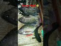 Nama Ikan Hias Bersisik Yang Berasal Dari Venezuela Tts