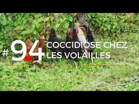 , title : 'LA COCCIDIOSE CHEZ LES VOLAILLES│LFDT #94'