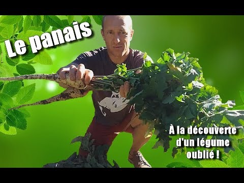 Le panais, légume oublié !