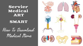 Navigate Servier Medical ART for Biology Icons