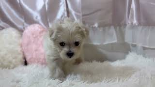 ハーフ犬の動画01