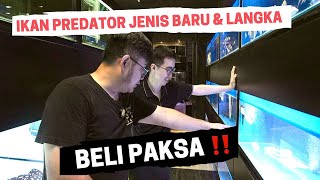 BELI PAKSA!!! IKAN PREDATOR VARIAN BARU DAN MASIH LANGKA BANGET  - TAMBAH KOLEKSI GALERI @JAMMVLOG