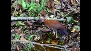 preview picture of video 'Native Wildlife at Taman Rimba Sama Jaya Forest Park~ by: http://yeskuching.com/ ~'