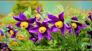 Liebe pur - Uwe Sauer