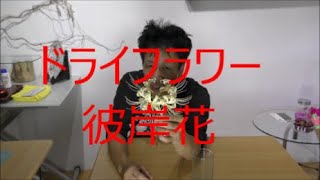 彼岸花 髪 飾り Watch Hd Mp4 Videos Download Free
