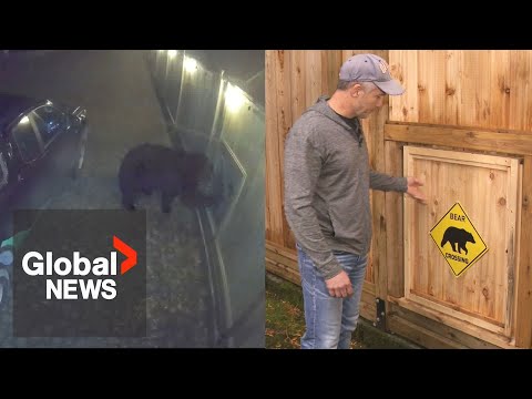 Super-sized doggy door helps BC family coexist with local black bear