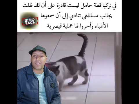 أول قطة في العالم دارت عملية قـيصـ.ـرية في المستشفى بتركيا 🇹🇷 #trending #اكسبلور #news #الجزائر