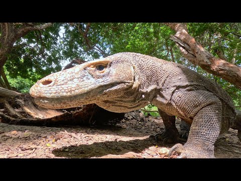 Komodo National Park: Full Documentary [4K]