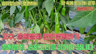 총체벌레는 땅 속에 있는 애벌레도 박멸해야 합니다~ 고추농사 잘 짓는 법!!
