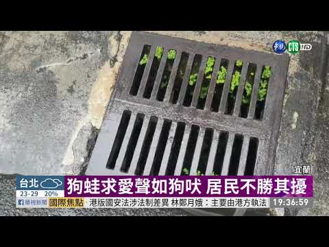 半夜驚傳狗叫聲? 原來是狗蛙求愛