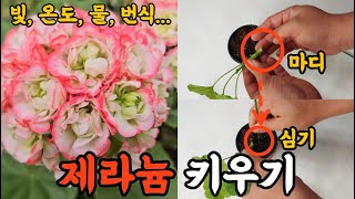 제라늄 키우기! 제라늄 빛, 온도, 물주기, 개화, 번식!! #엉클플랜트 #식물키우기 #공기정화식물