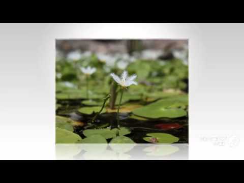 Nymphoides - garden plants