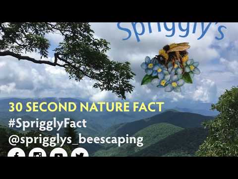 Spriggly's 30 Second Nature Fact: Bumblebee Hibernation