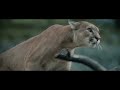 Animal Calypso QuiggC1 Version