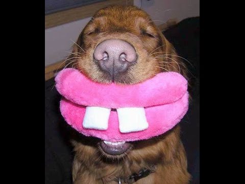 vERY fUNNY dOGS 2