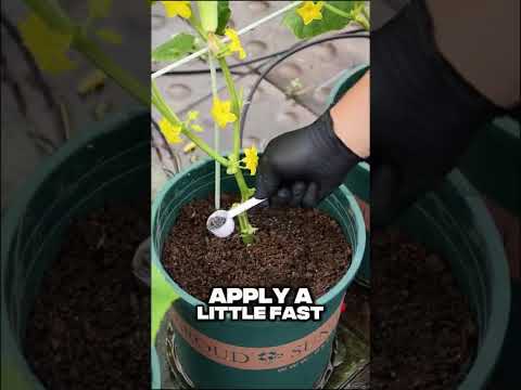 Four quick tips to fix the yellowing of cucumber leaves