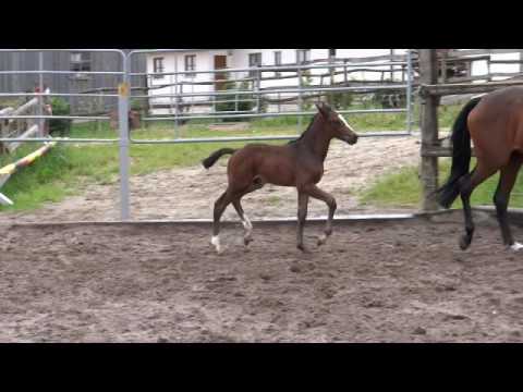 Hengstfohlen von Diamant de Semilly, geb. 2016