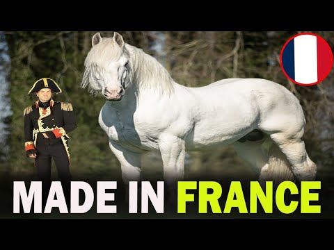 5 FAMOUS French Horse Breeds That Will Blow Your Mind!!