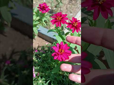 Beautiful Flowers....