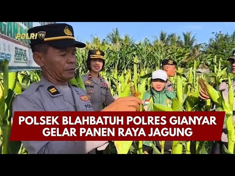 PRESISI UPDATE: POLSEK BLAHBATUH POLRES GIANYAR GELAR PANEN RAYA JAGUNG 22/01/26 (10.30)