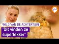 WILD VAN DE ACHTERTUIN #4 | Appelvinkje Einstein heeft een enorme eetlust