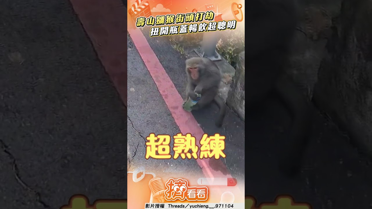影音/壽山動物園獼猴街頭打劫! 熟練扭開瓶蓋暢飲震驚遊客