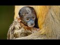 Explore Earth's Tropical Islands | BBC Earth