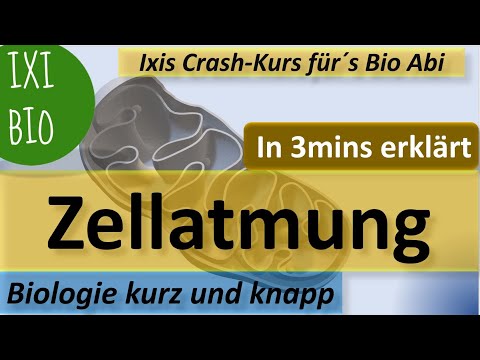 Zellatmung in 3 Minuten schnell erklärt - Biologie kurz und knapp - Vorbereitung auf´s Bio-Abi 2022