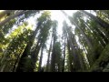 "Find Me Now" Alice DiMicele (California's Giant Redwoods)