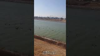 飛び込むカモの大群