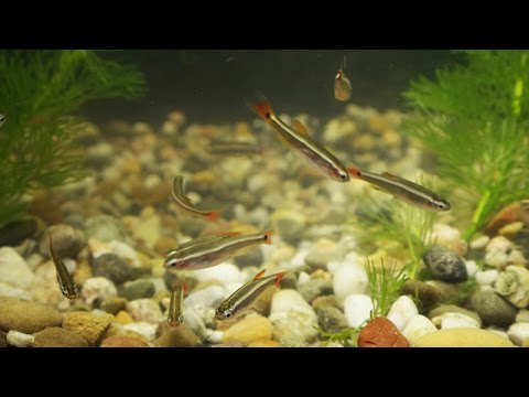 Watch Video on YouTube