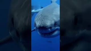 Before & After Animals Growing Up | Amazing Animal Transformation #shorts #animals