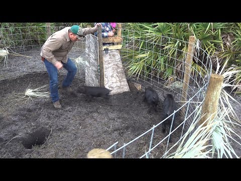 Building a Wild Hog Trap, Catching Wild Boar!!! Deer...
