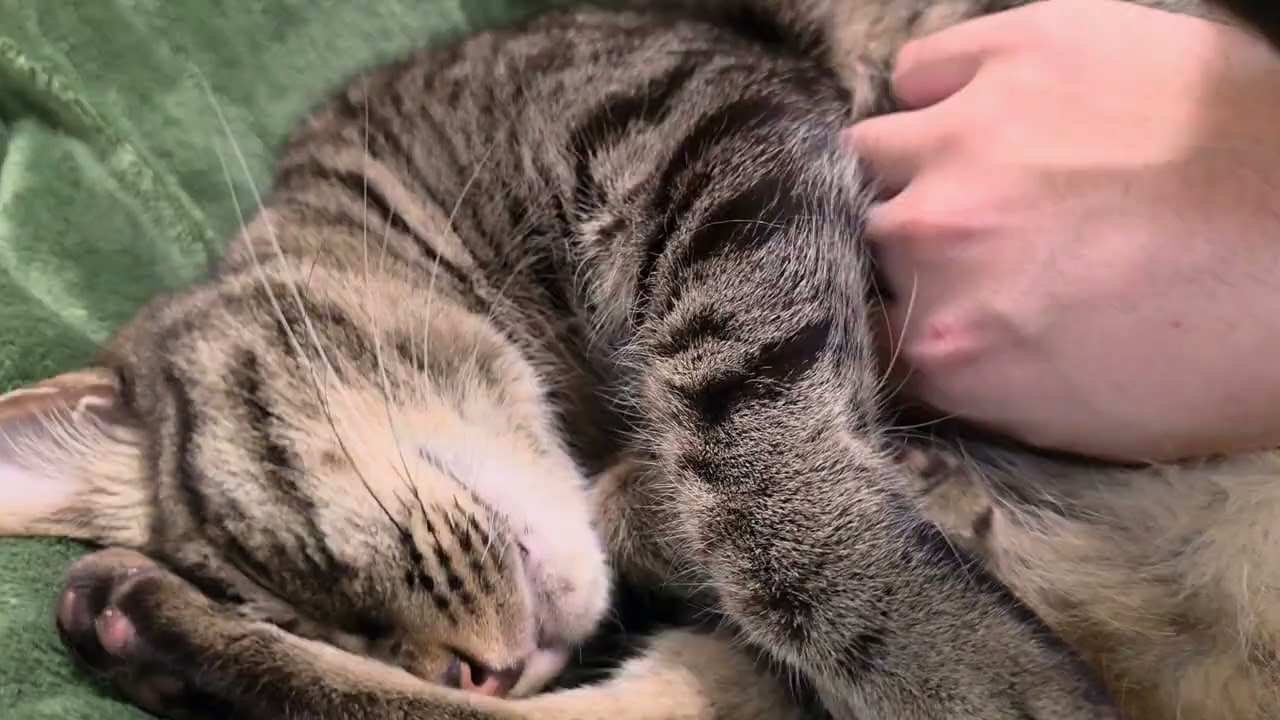 猫との生活はいいぞ～