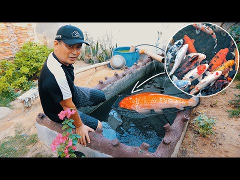 Preparing spawning tank! How to choose right breeders│KOI BREEDING Episode 1