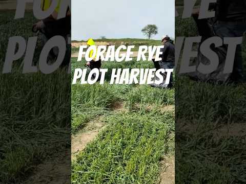 Forage Rye Plot Harvest on May 22 #TheWheatteam #Seriousaboutwheat